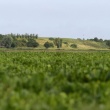 Warhem: à la butte, une centrale photovoltaïque, future voisine des ânes